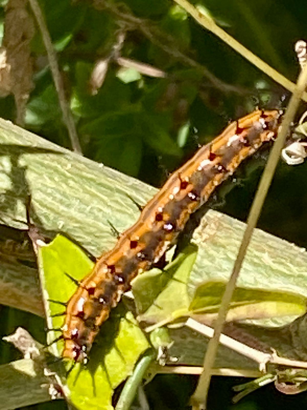 A Gulf Fritillary caterpillar feeding on passionvine, its host plant, in a club garden