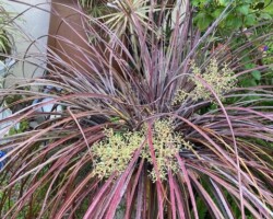 Unusual Plants and Flowers