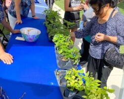 Would You Like a Packet of Milkweed Seeds