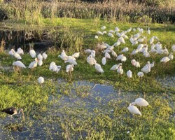 Ibis Flock