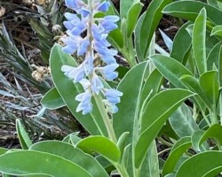 Blue Lupine