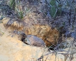 Gopher Tortoise - found lots of evidence and finally one at home!