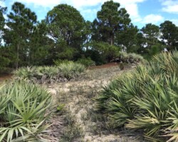 Typical Scrub Landscape