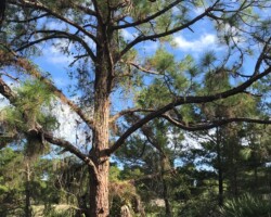 Spectacular Sand Pine