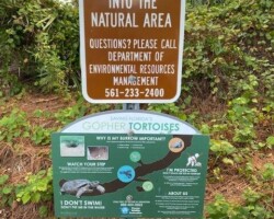 About The Gopher Tortoise