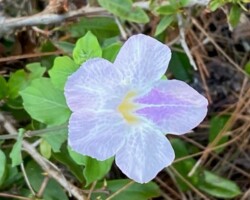 Metz's Ruellia
(Ruellia metziae)