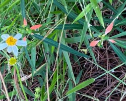Wild Poinsettia
(Euphorbia heterophylla)