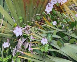 Metz's Ruellia
(Ruellia metziae)