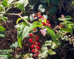 Pigeonberry
(Rivina humilis)