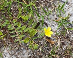Jamaican Feverplant
(Tribulus cistoides)