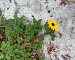 Cucumberleaf Sunflower
(Helianthus debilis)