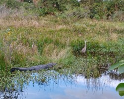 Alligator and Great Blue Heron Standoff