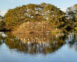Great White Egrets
(Ardea alba)