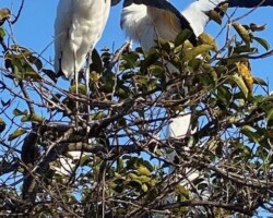 Wood Storks
(Mycteria americana)