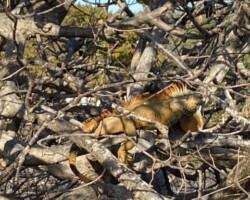Green Iguana
(Iguana iguana)
