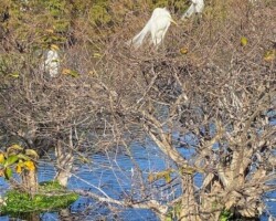 Great White Egrets
(Ardea alba)