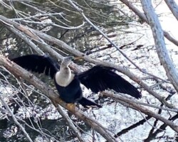 Anhingha
(Anhinga anhinga)