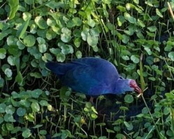 Grey-headed Swamphen
(Porphyrio poliocephalus)