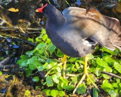 Purple Gallinule
(Porphyrio martinicus)