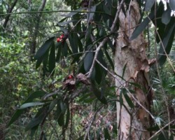 Paperbark Tree (Melaleuca quinquenervia)
* INVASIVE *