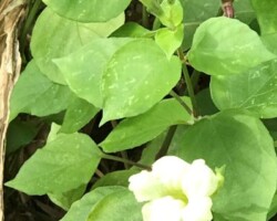 Creeping Foxglove
(Asystasia gangetica)