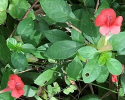 Small Bush Violet
(Barleria repens)