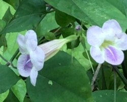 Creeping Foxglove
(Asystasia gangetica)
