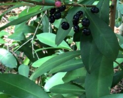 Shoe Button Ardisia
(Ardisia elliptica)
* INVASIVE *