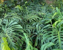 Swiss Cheese Plant
(Monstera deliciosa)
* INVASIVE *
