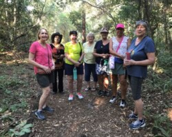 Strollers in the shade