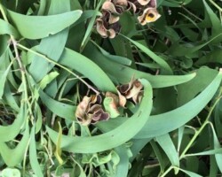 Earpod Wattle
(Acacia auriculiformis)