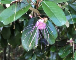 Jamaican Caper (Capparis cynophallophora)