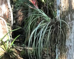 Cardinal Airplant (Tillandsia fasciculata)
