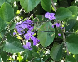 Skyflower, Duranta erecta,
