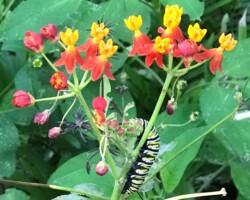 Tropical Milkweed (Asclepias curassavica) hosting a Monarch Butterfly.