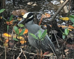 Yellow Crowned Night Heron