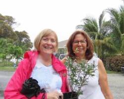 Wax Myrtles Given to Guests