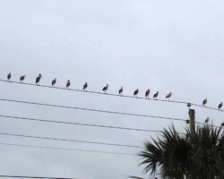 Ibises Joining The Ceremony At The Bird Friendly Garden
