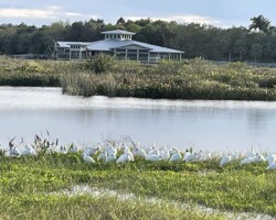 Ibises hunkering together