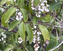 West Indian Snowberry
(Chiococca alba)
