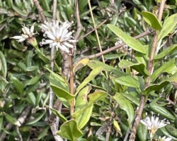 Feay's Palafox
(Palafoxia feayi)