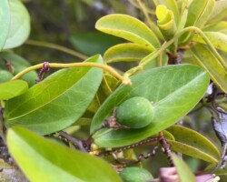 Corkystem Passionflower
(Passiflora suberosa)