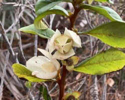 Netted Pawpaw
(Asimina reticulata)