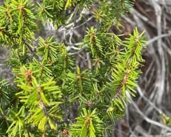 Florida Rosemary
(Ceratiola ericoides)