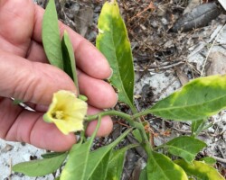 Dune Groundcherry
(Physalis walteri)