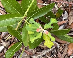 Native Poinsettia
(Euphorbia cyathophora)