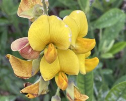 Showy Rattlebox
(Crotalaria spectabilis)