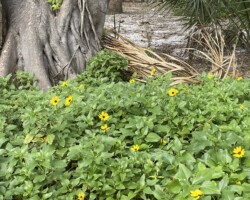 Dune Sunflower
(Helianthus debilis)