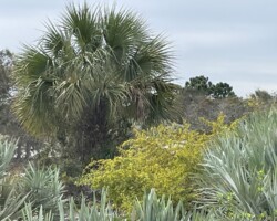Saw Palmetto
(Serenoa repens)