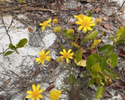 Coastal Plain Honeycombhead
(Balduina angustifolia)